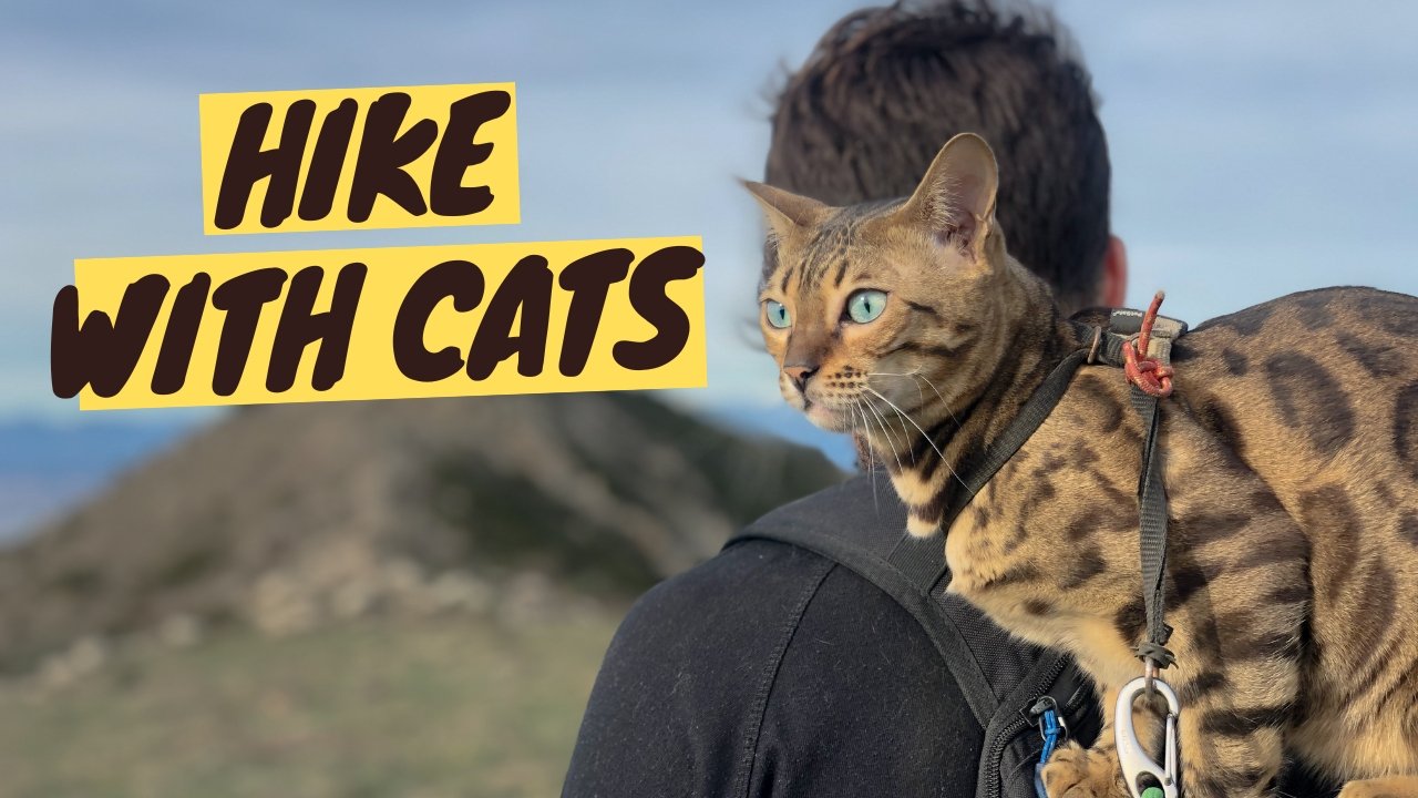 Take Your Cat Hiking: Expert Tips for Safe & Enjoyable Adventures - OutdoorBengal