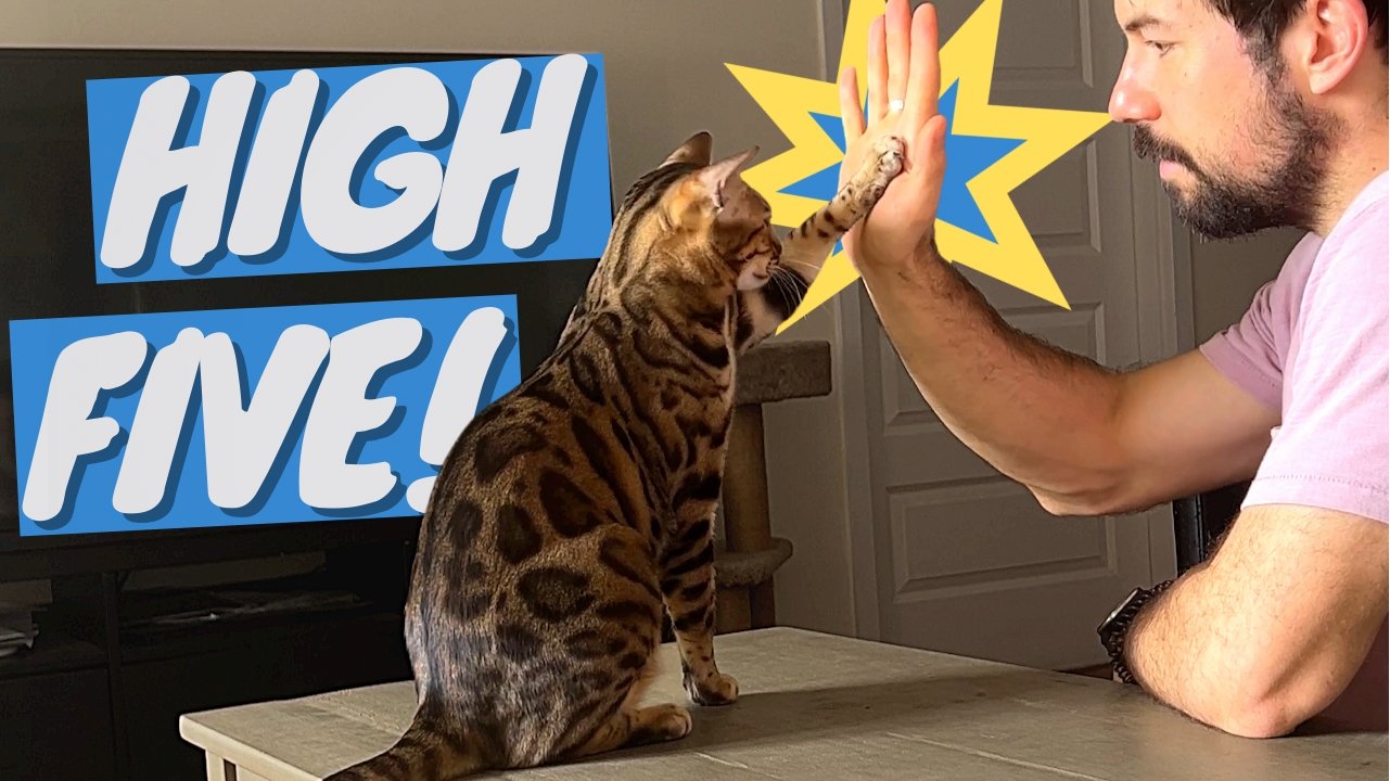 Teach Cat to High Five with Clicker Training - OutdoorBengal