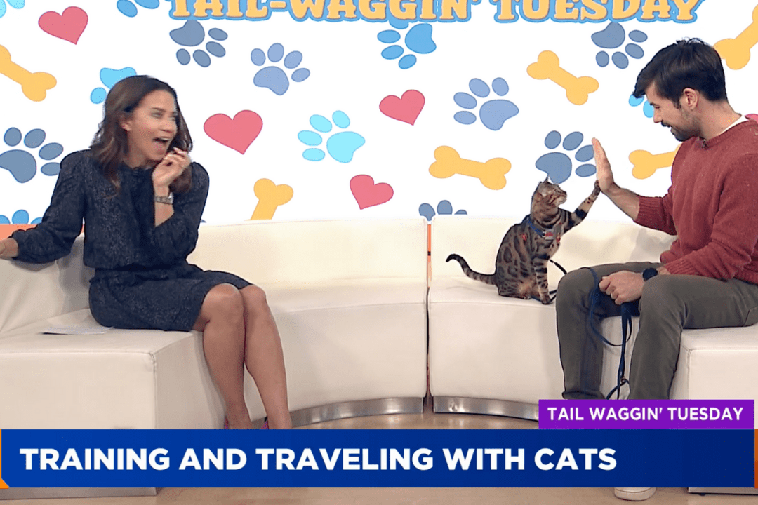 Teach Cat to High Five with Clicker Training - OutdoorBengal