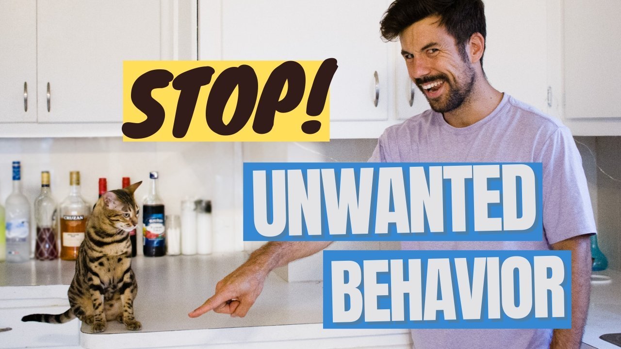 Teaching NO to Your Cat to Stopping Unwanted Behaviors - OutdoorBengal