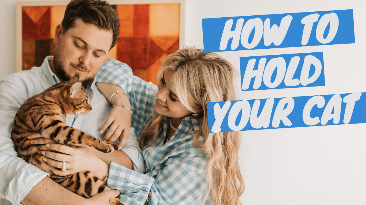 The Ancient Art of Holding Cats - It's Easier than You Think - OutdoorBengal