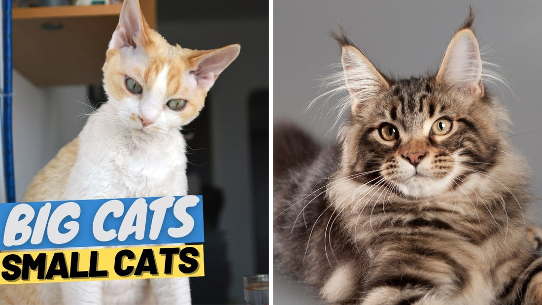 The Top Five Biggest And Smallest Cat Breeds In The World - OutdoorBengal