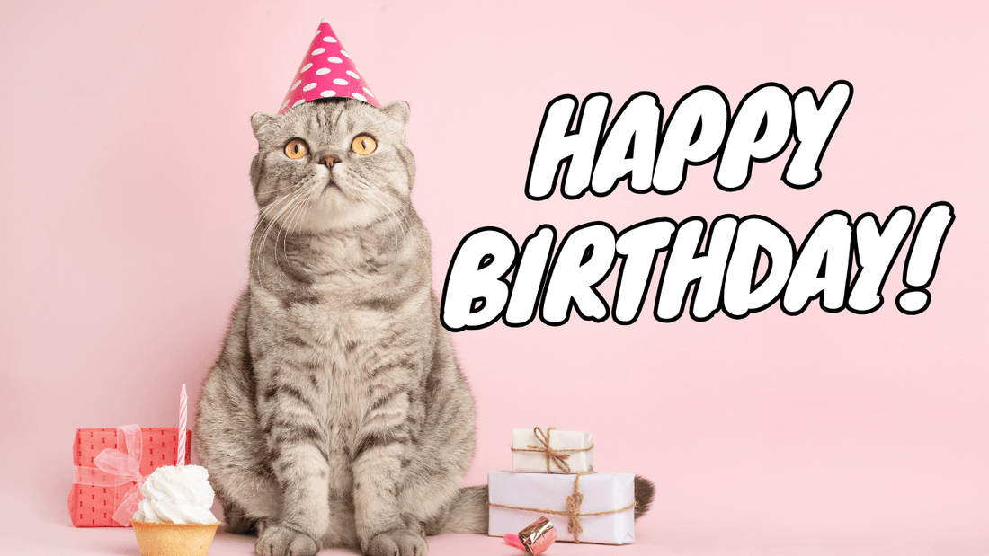 The Ultimate Guide to Throwing a Purr-fect Cat Birthday Party - OutdoorBengal