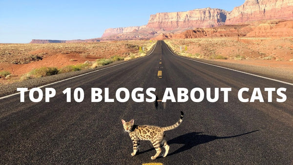 Top 10 Cat Blogs - Do More and Better with Your Furry Friend