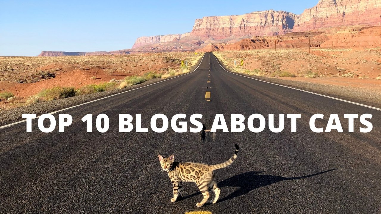 Top 10 Cat Blogs - Do More and Better with Your Furry Friend - OutdoorBengal