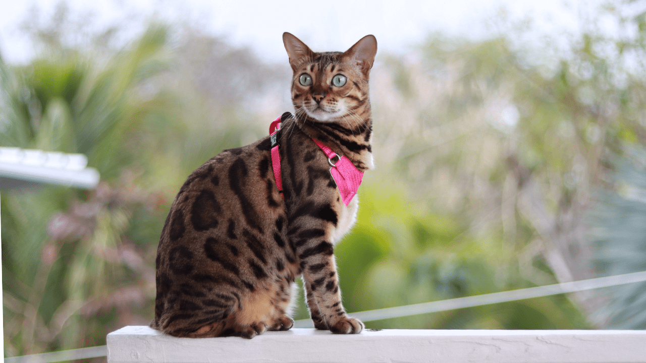Top Tips for Traveling with a Cat: Your Complete Pet Travel Guide - OutdoorBengal
