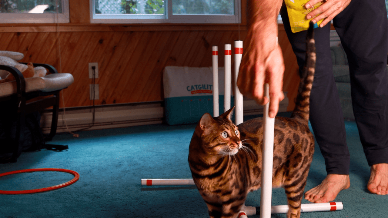 Photo inspiration: How To Train A Cat For Agility Reference: Train Your Cat For Agility A Step By Step Guide