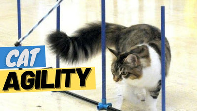 Train Your Cat for Agility: A Step-by-Step Guide - OutdoorBengal