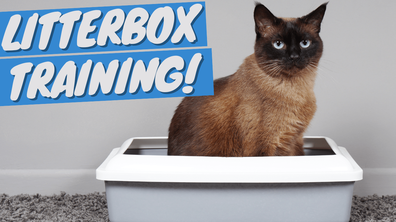 Train Your Cat to Use a Litter Box (Easy Step-by-Step) - OutdoorBengal