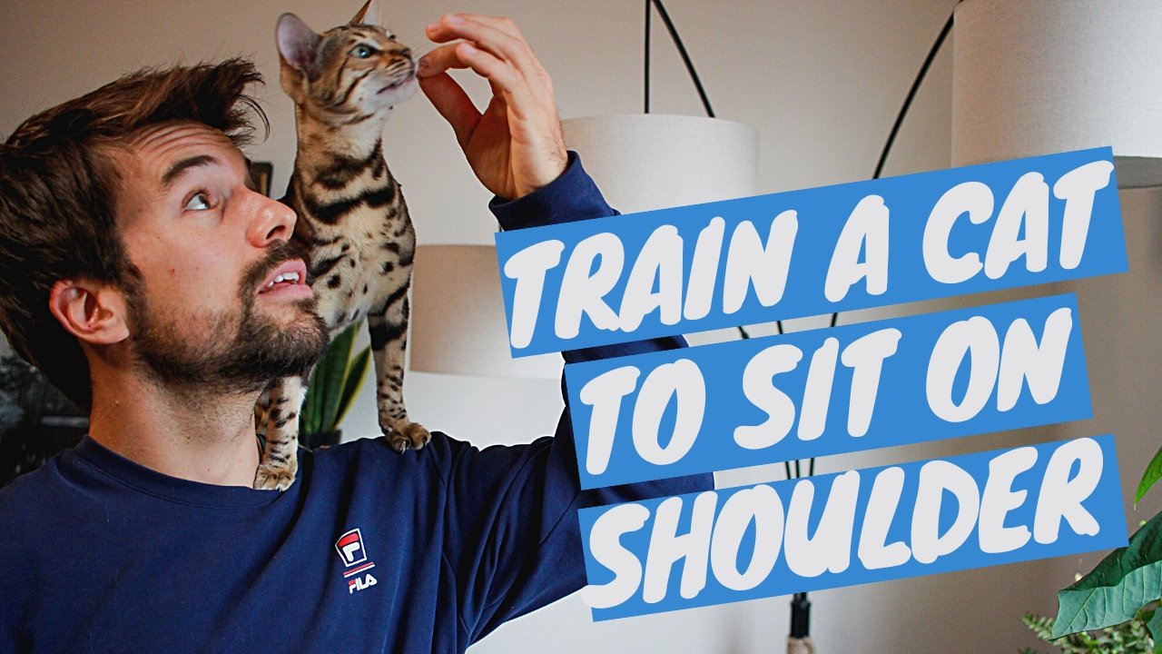 Turn Your Cat into a Shoulder Cat - Jump on Shoulder Trick - OutdoorBengal