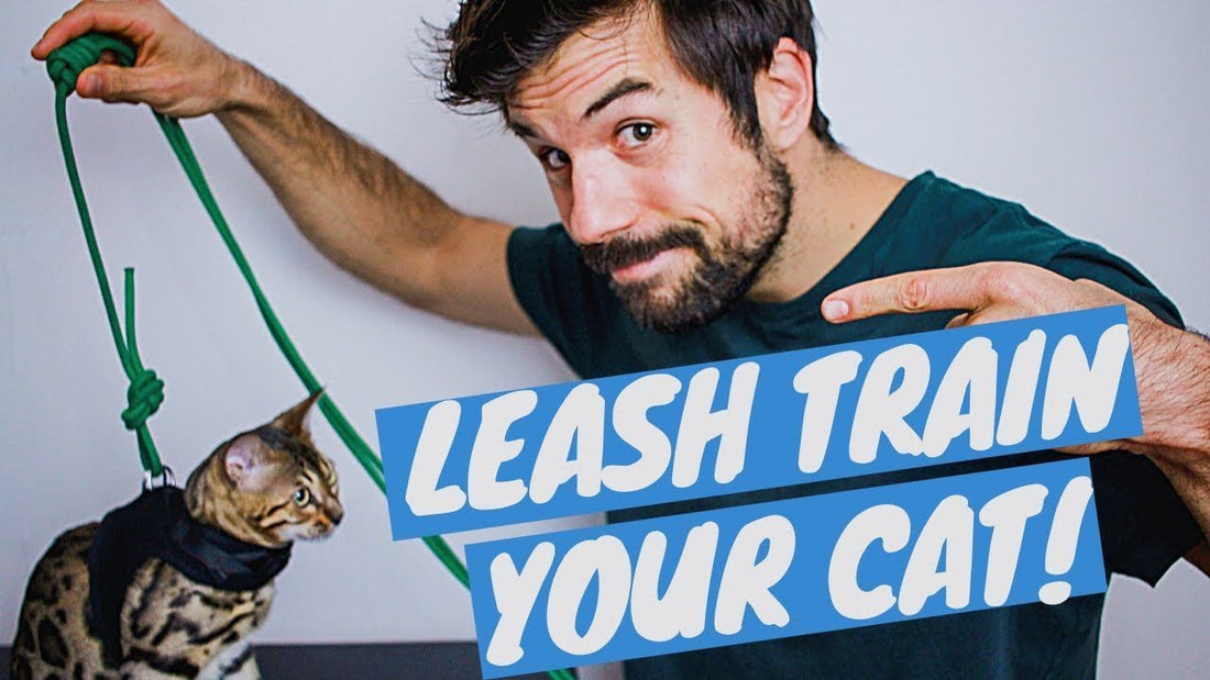Ultimate Method To Teach Your Cat to Walk on a Leash! - OutdoorBengal