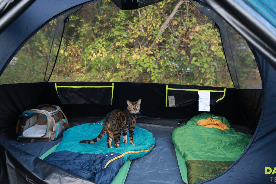 Ultimate TEST to See if Your Cat is an Adventure Cat - OutdoorBengal