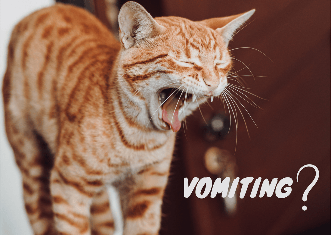 Understanding Cat Vomiting: A Guide for Concerned Cat Parents - OutdoorBengal