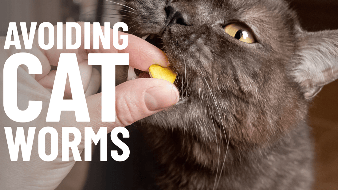 Understanding, Preventing, and Treating Cat Worms - Ultimate Guide - OutdoorBengal