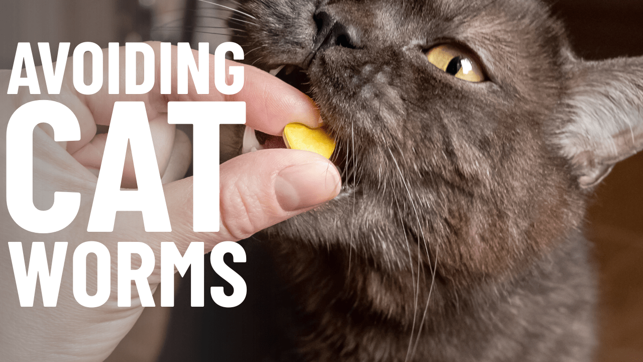Understanding, Preventing, and Treating Cat Worms - Ultimate Guide - OutdoorBengal