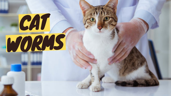 Understanding, Preventing, and Treating Cat Worms - Ultimate Guide