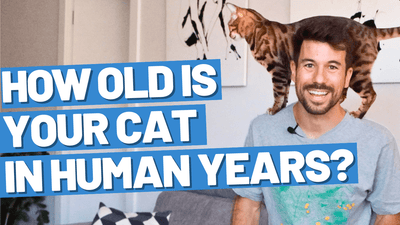 Understanding the Equivalence Between Cat Age and Human Age - OutdoorBengal