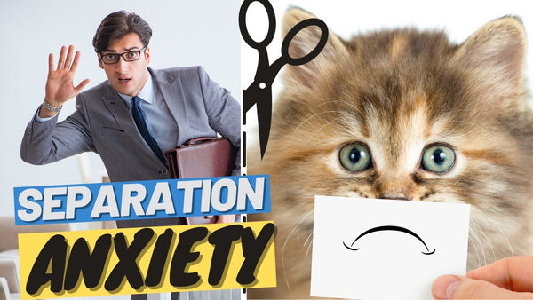 Vacation and Office Work are Triggering Separation Anxiety in Cats