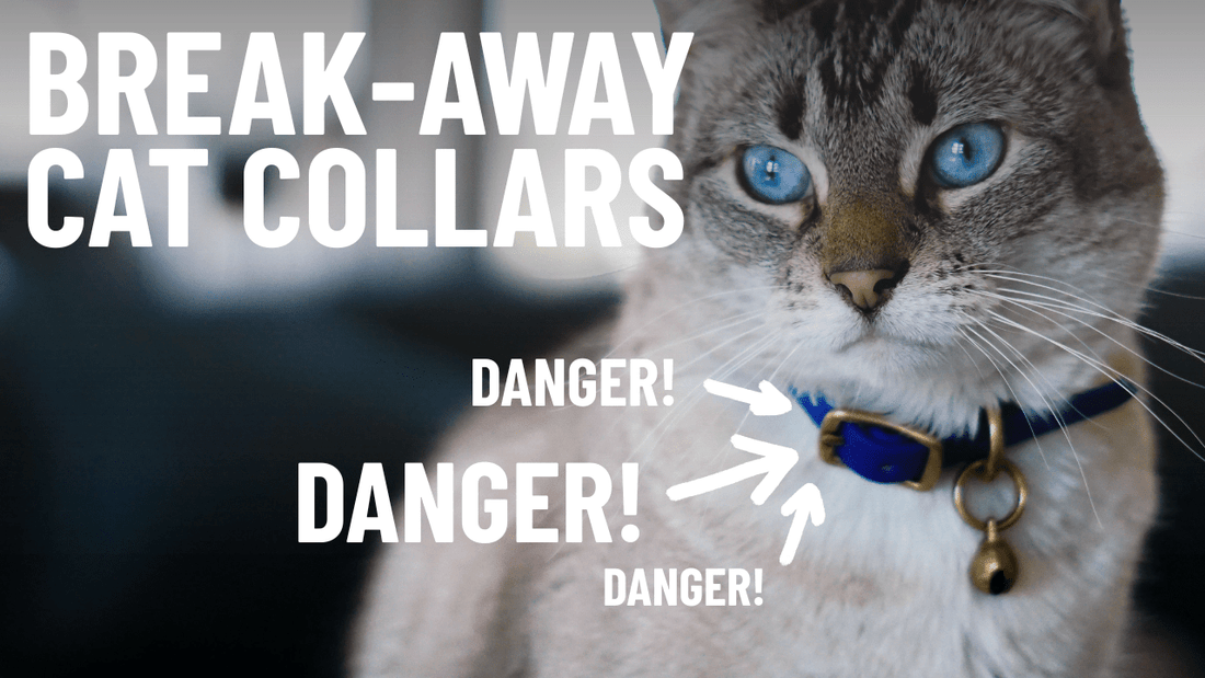 What Is a Breakaway Collar? A Must-Have Safety Feature for Cats - OutdoorBengal