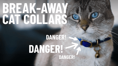 What Is a Breakaway Collar? A Must-Have Safety Feature for Cats - OutdoorBengal