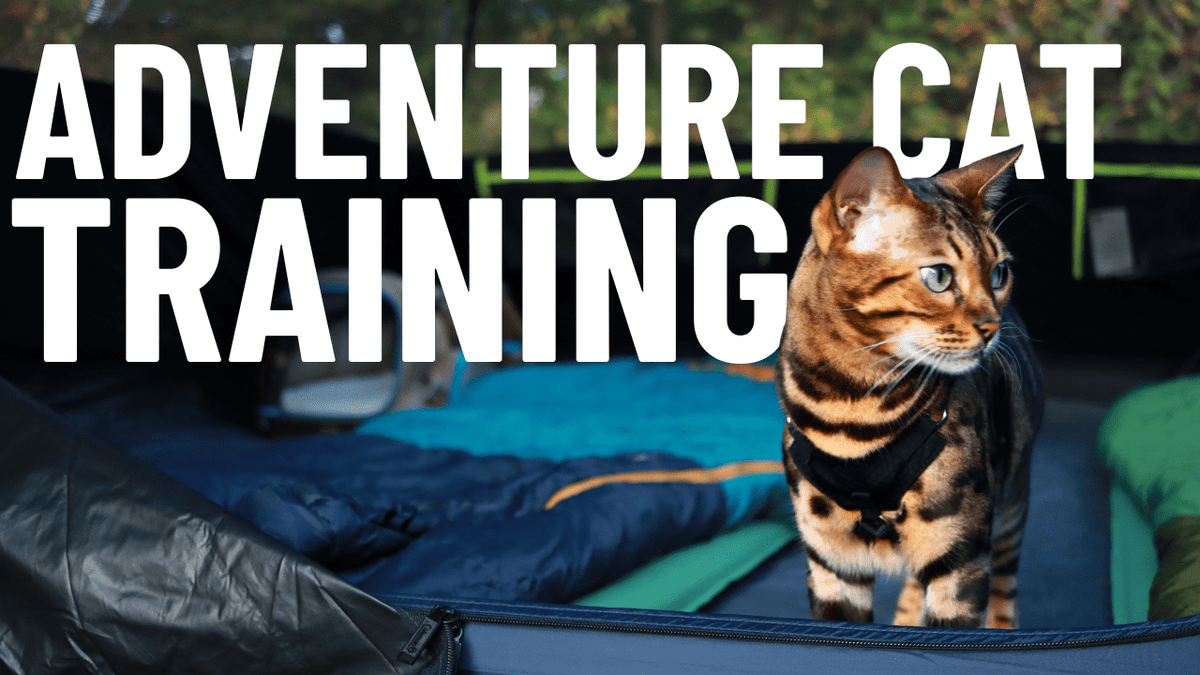 What is an Adventure Cat | Cat Training Guide – OutdoorBengal