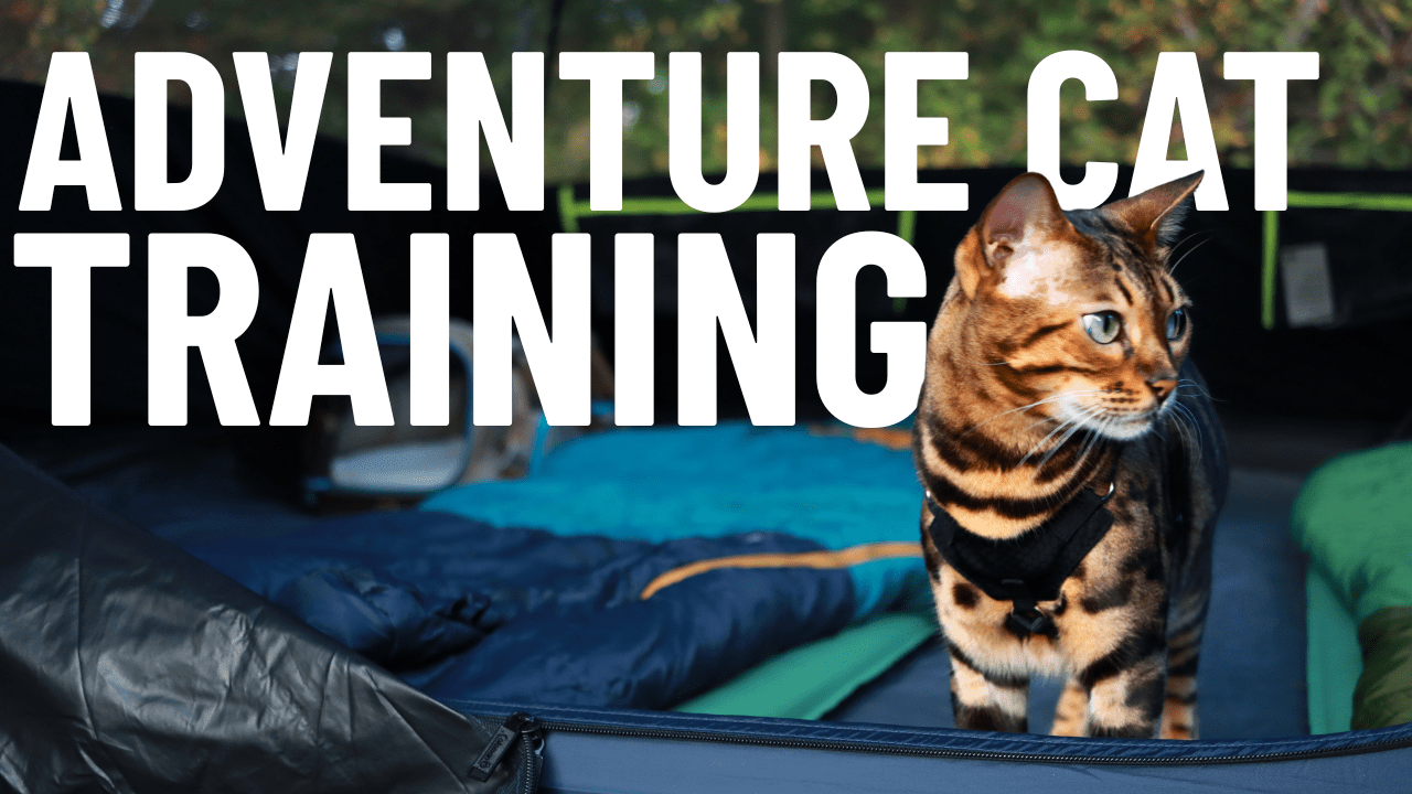 What is an Adventure Cat | Cat Training Guide - OutdoorBengal