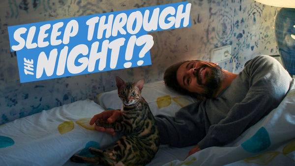 What to do if my cat won't let me sleep?