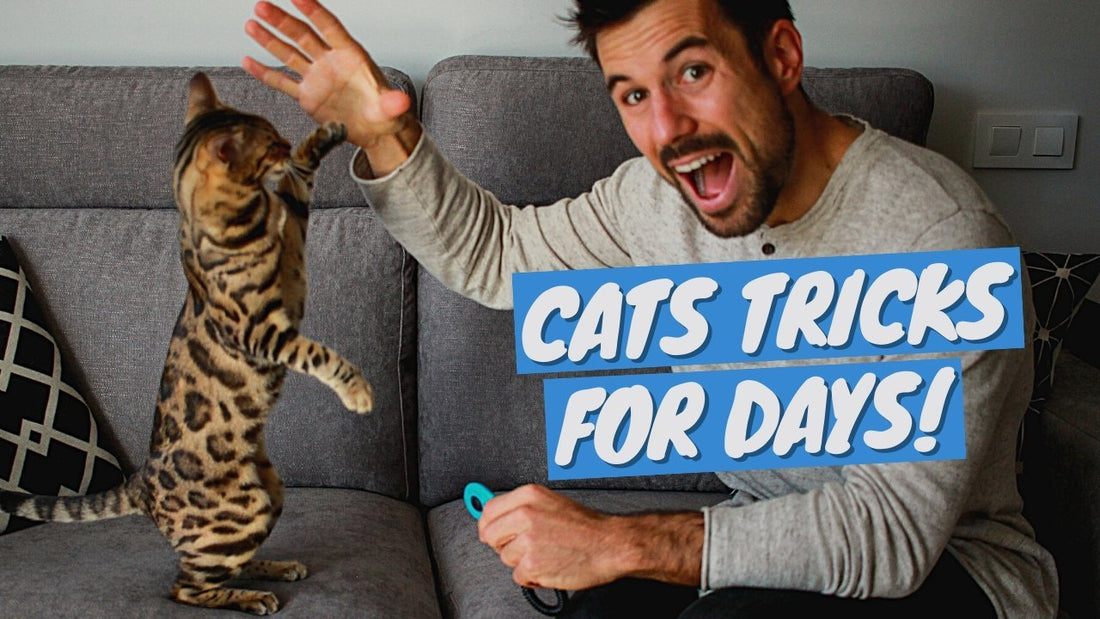 What Tricks Can a Cat Learn (12 Cat Tricks + How to Teach) - OutdoorBengal