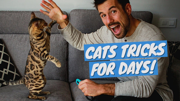 What Tricks Can a Cat Learn (12 Cat Tricks + How to Teach)