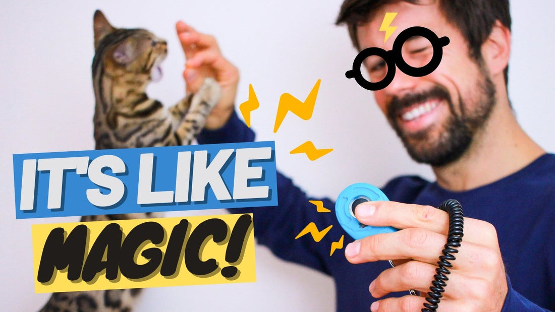 What's Clicker Training? - OutdoorBengal