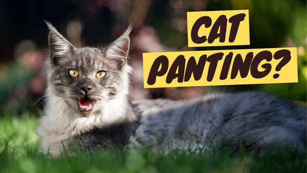 Why Do Cats Pant? | When Panting Is Abnormal on a Cat & What to Do