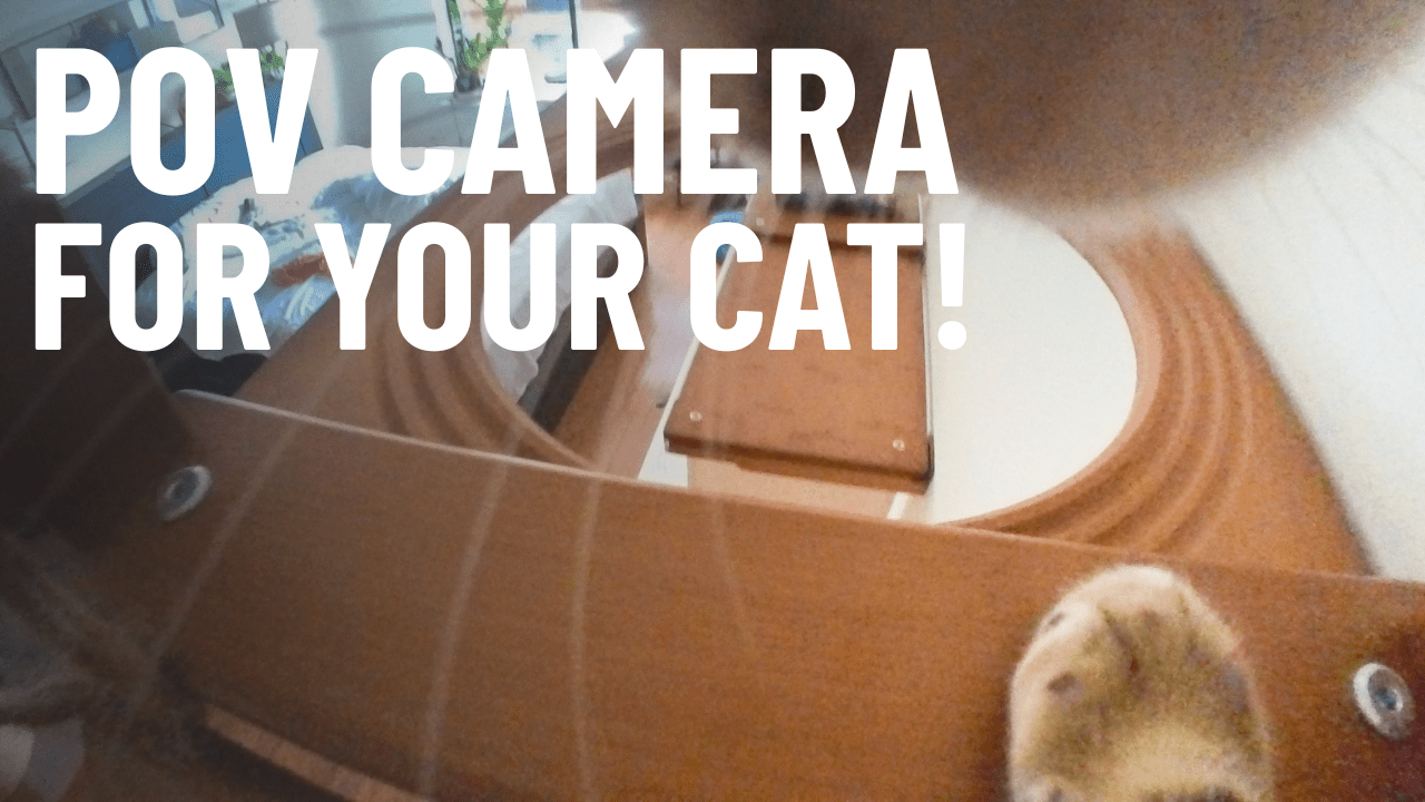 Why Every Cat Owner is OBSESSED With This Tiny Camera! - OutdoorBengal