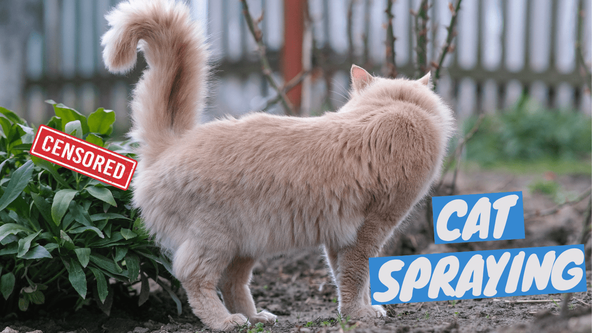 Cat Spraying Explained: Why Cats Spray and How to Stop It – OutdoorBengal