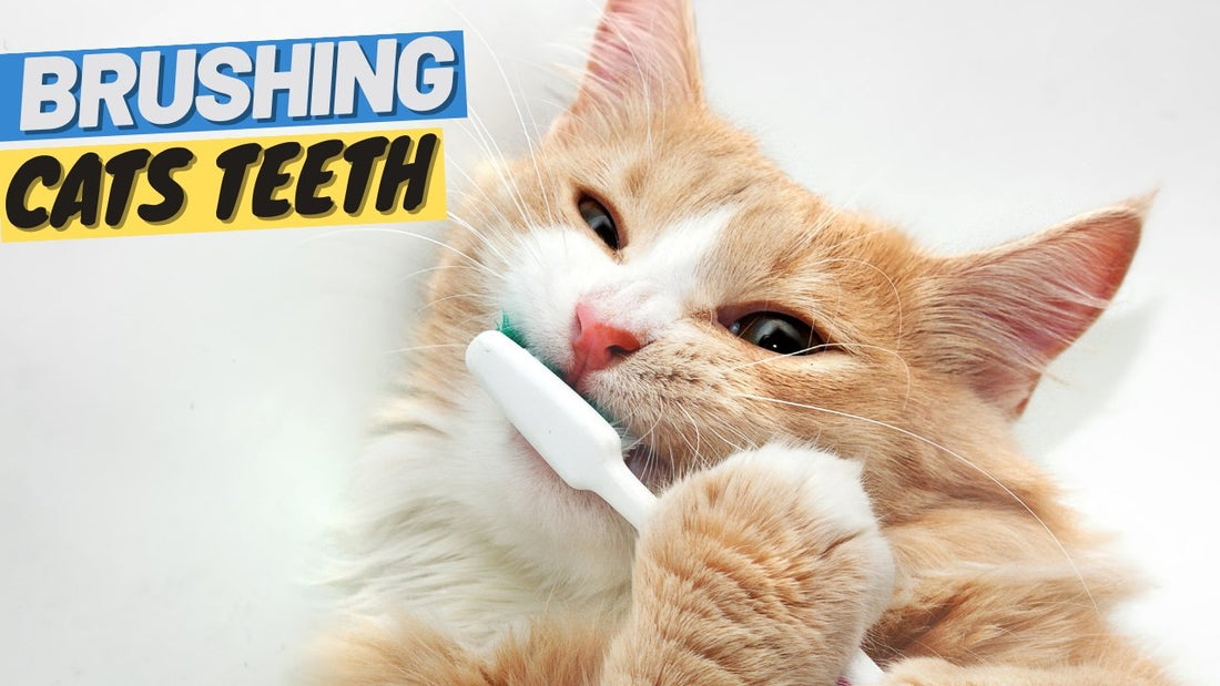 Your Cat Needs Their Teeth Brushed - All You Need to Know - OutdoorBengal