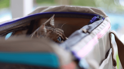 Zeppelin Cat Carrier Review - Deep Dive - OutdoorBengal