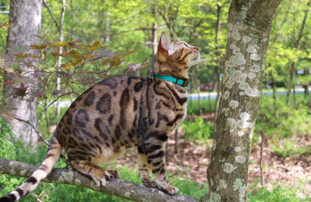 ACCESSORIES - OutdoorBengal