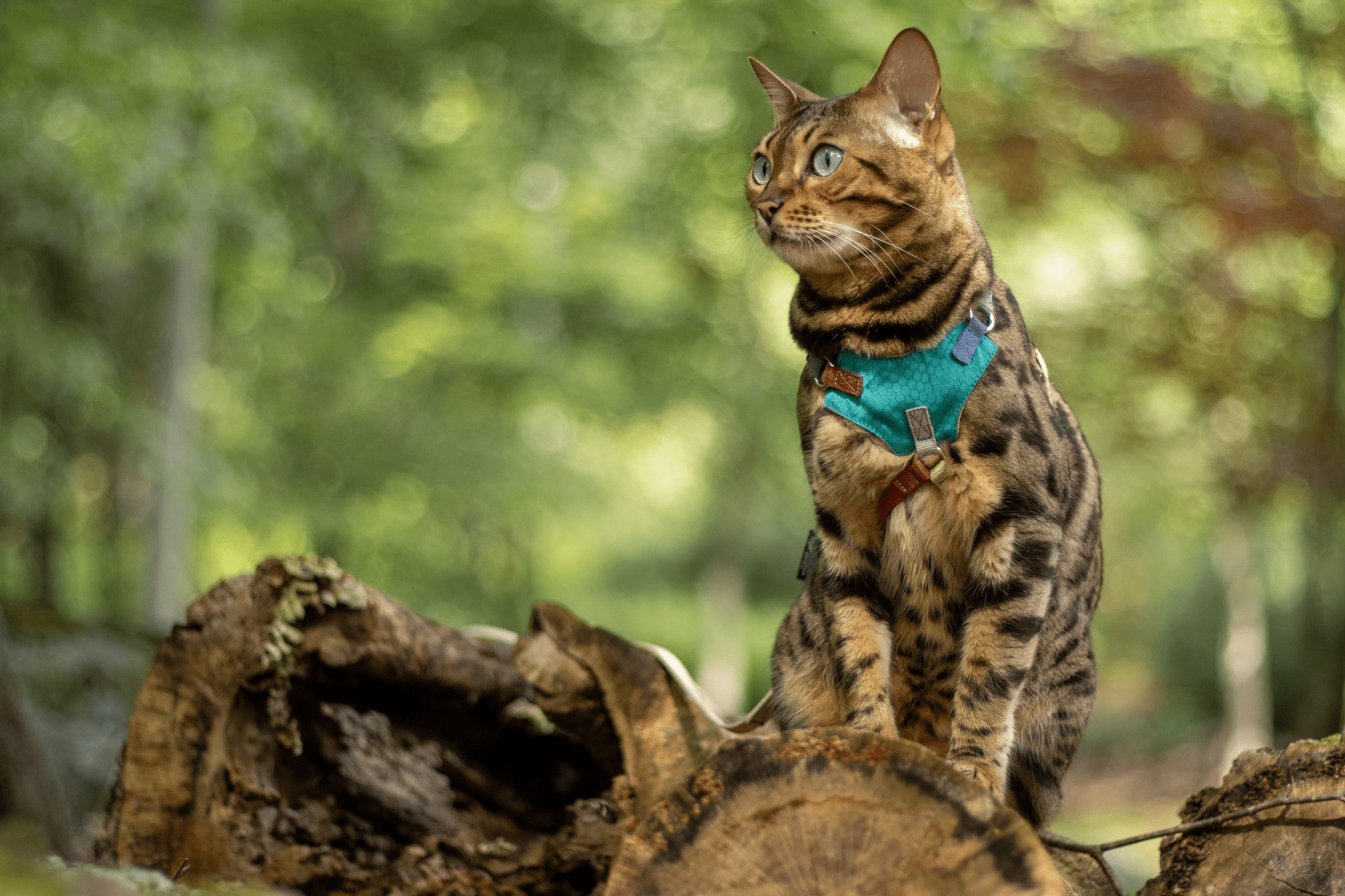 Adventure Cat Gear - OutdoorBengal