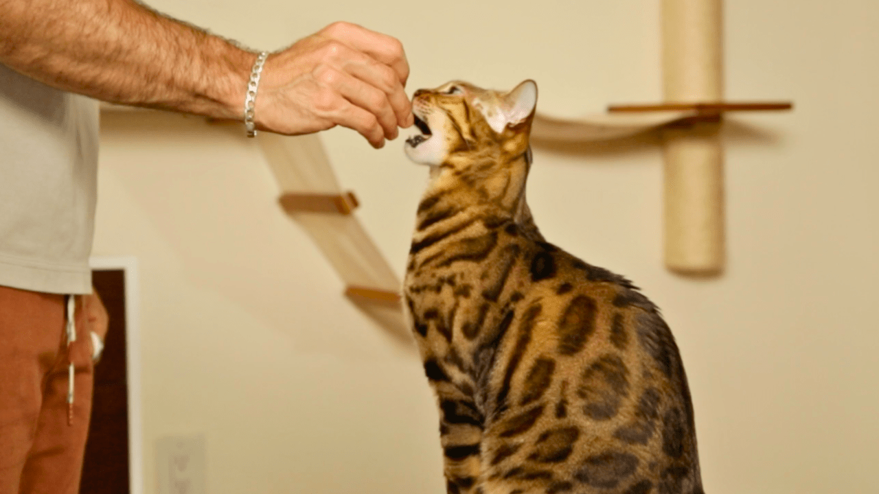 CAT TREATS & SUPPLEMENTS - OutdoorBengal