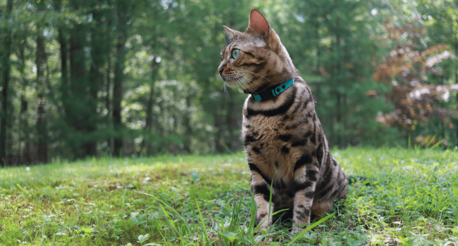 Durable Break-Away Cat Collar - OutdoorBengal