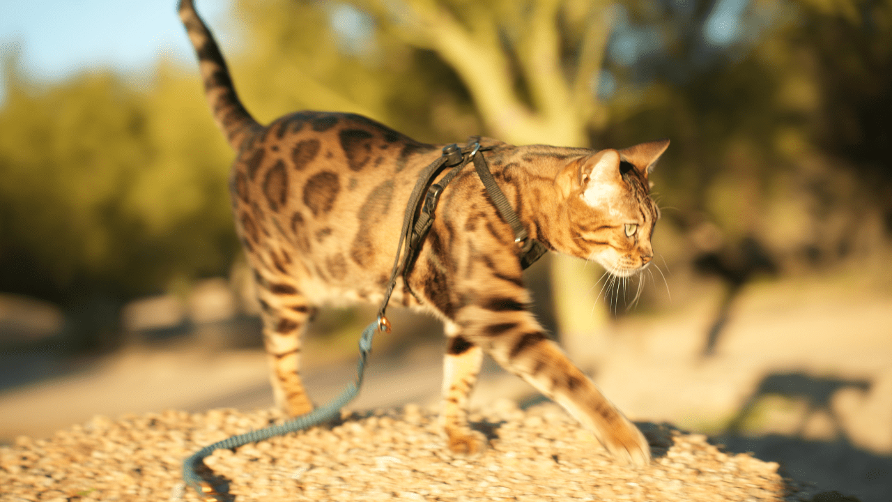 LEASH WALKING CATS - OutdoorBengal