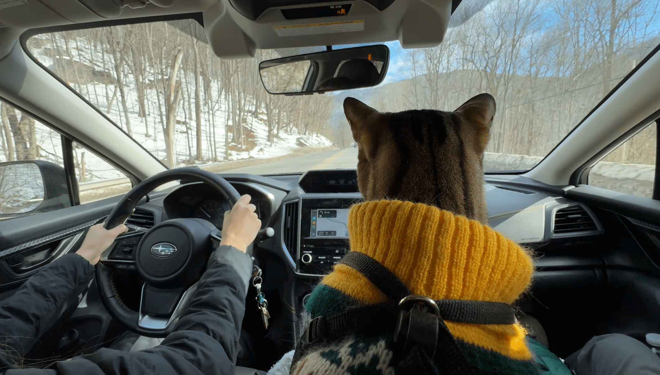 TRAVELING WITH CATS - OutdoorBengal