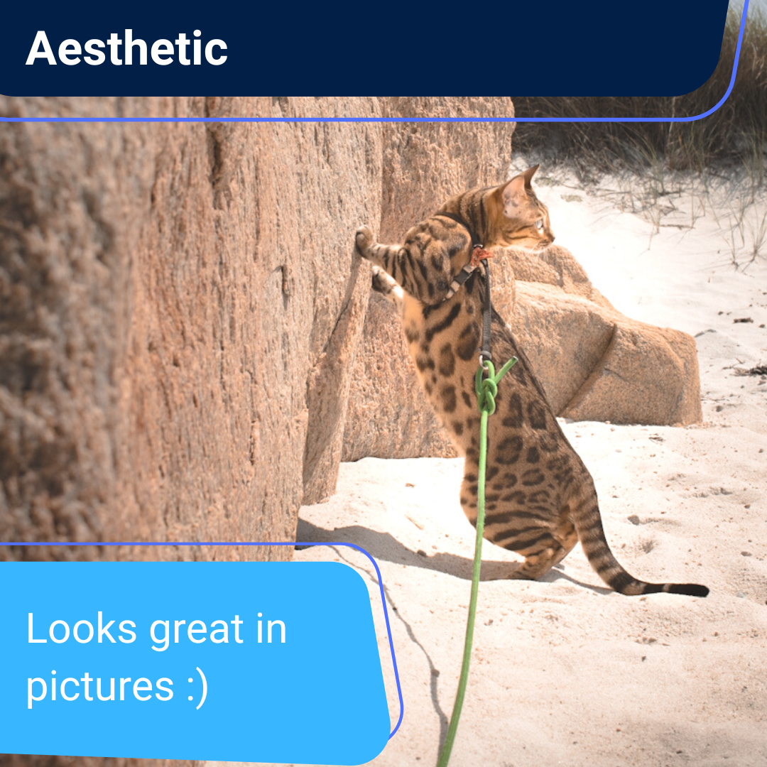 Cat wearing a harness looking back with text overlay