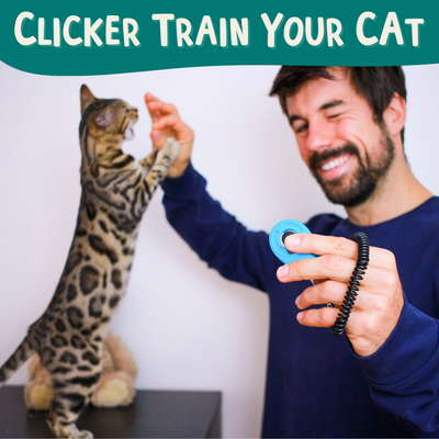 The Click Crusade - Cat Training Card Game