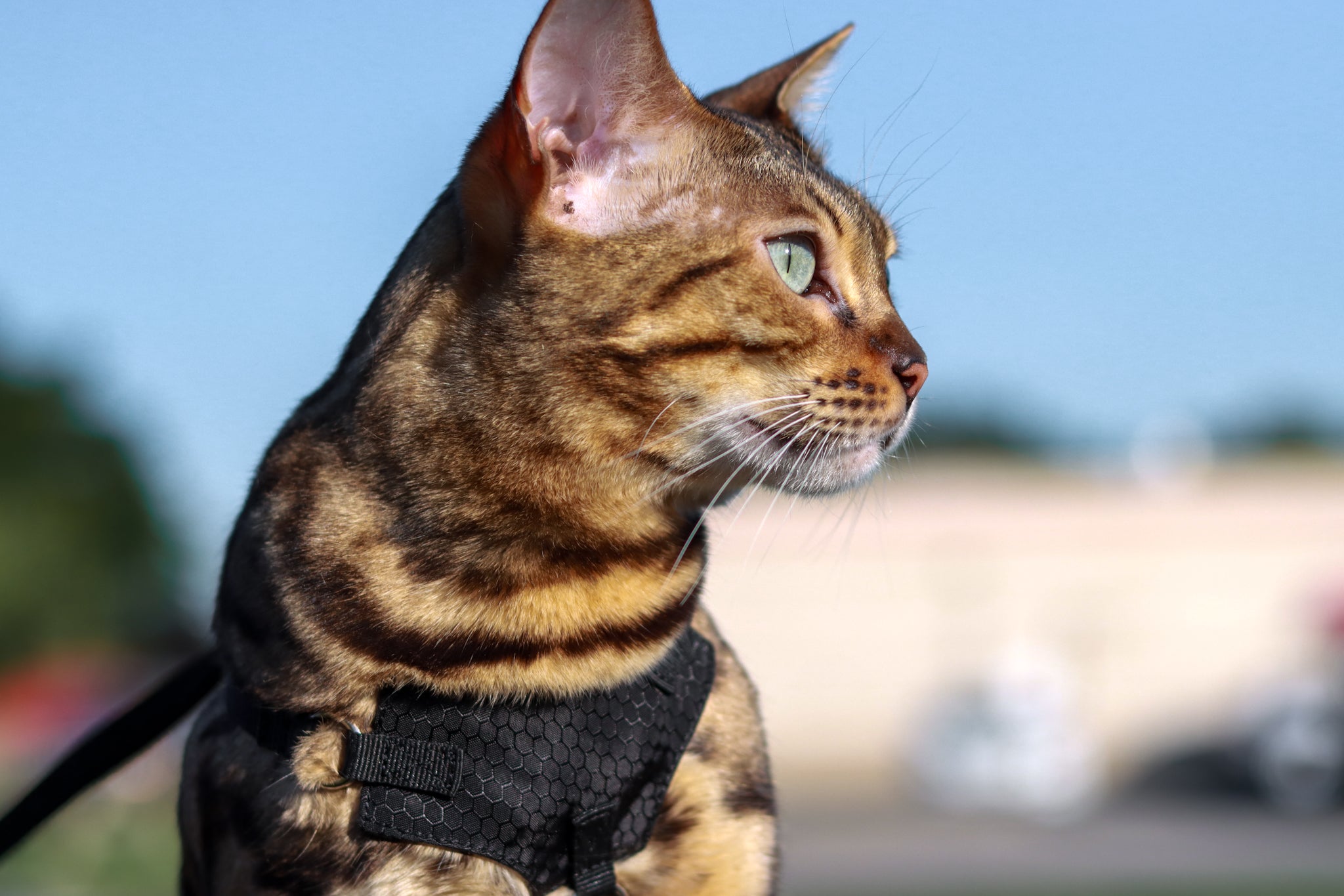 Bengal cat wearing a black escape proof harness