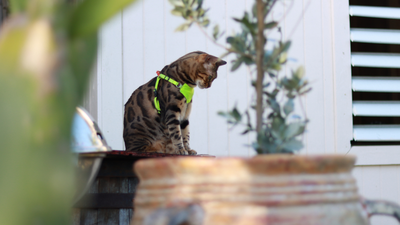 Mia the bengal wearing an OutdoorBengal Always On harness on an outdoor adventure