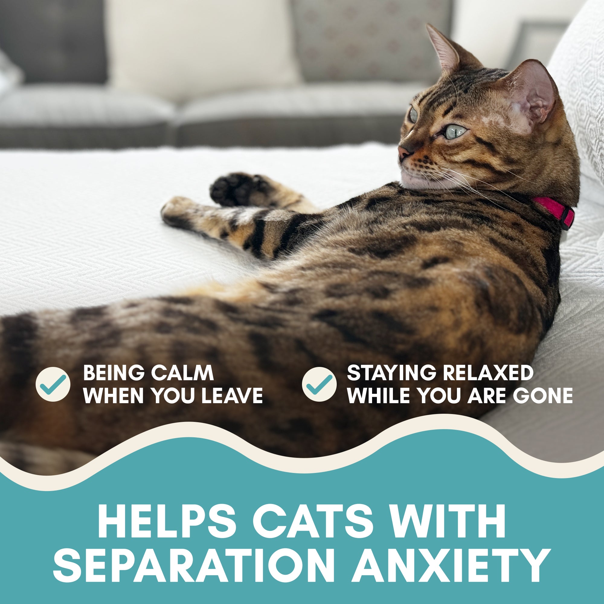 Cat lying on a couch with text about separation anxiety solutions