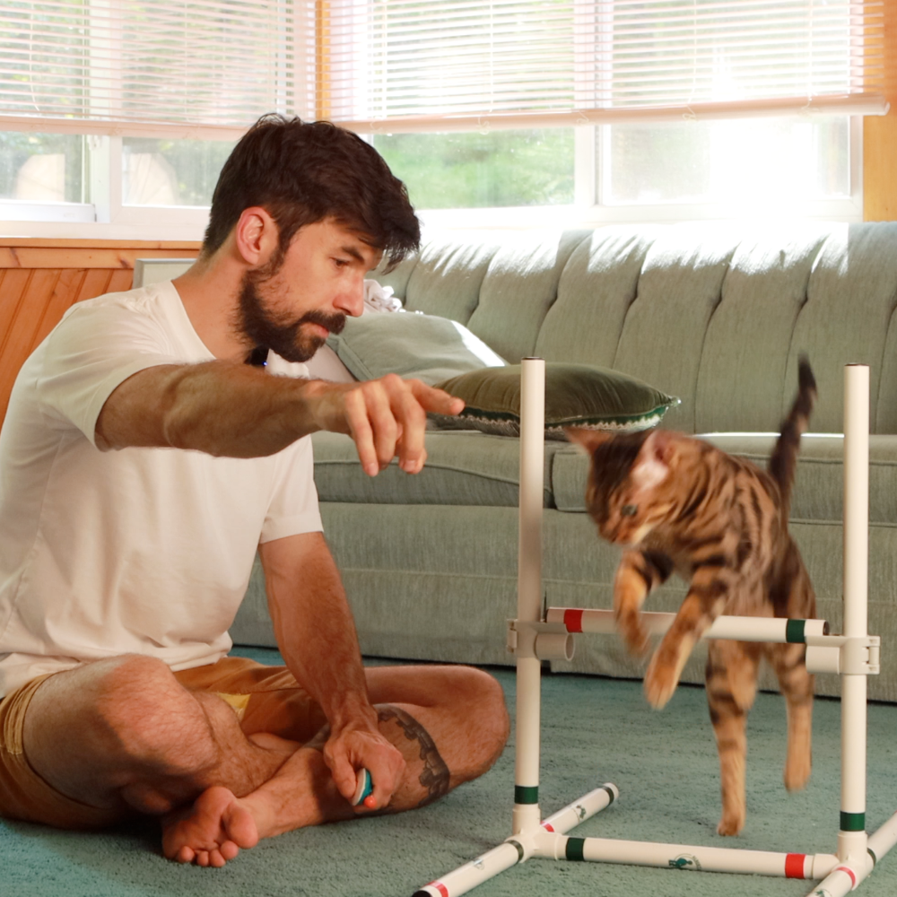 A man teaching tricks to a Bengal kitten on a green carpet