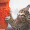 Cat scratching red sofa
