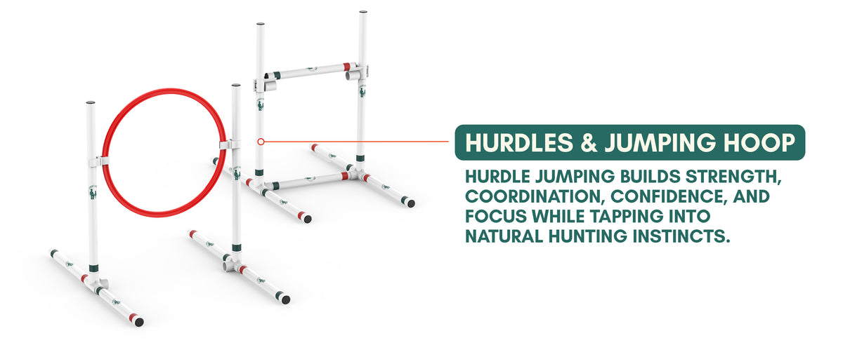 Curated visual reference: Curated How To Train A Cat For Agility Gallery View 32