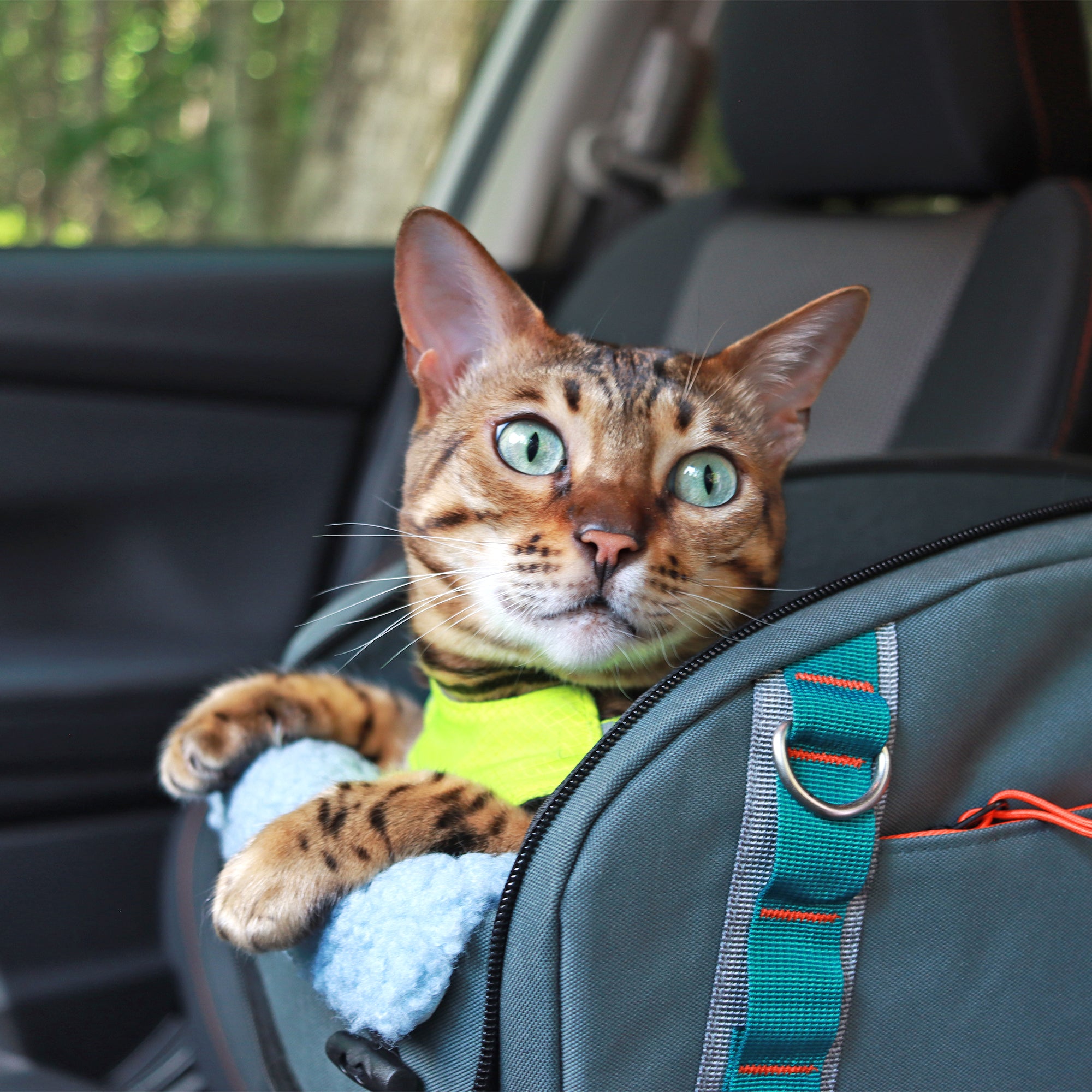 A bengal spotted cat wearing a bright yellow harness sits inside a dark gray pet car seat in a car, looking directly at the camera.